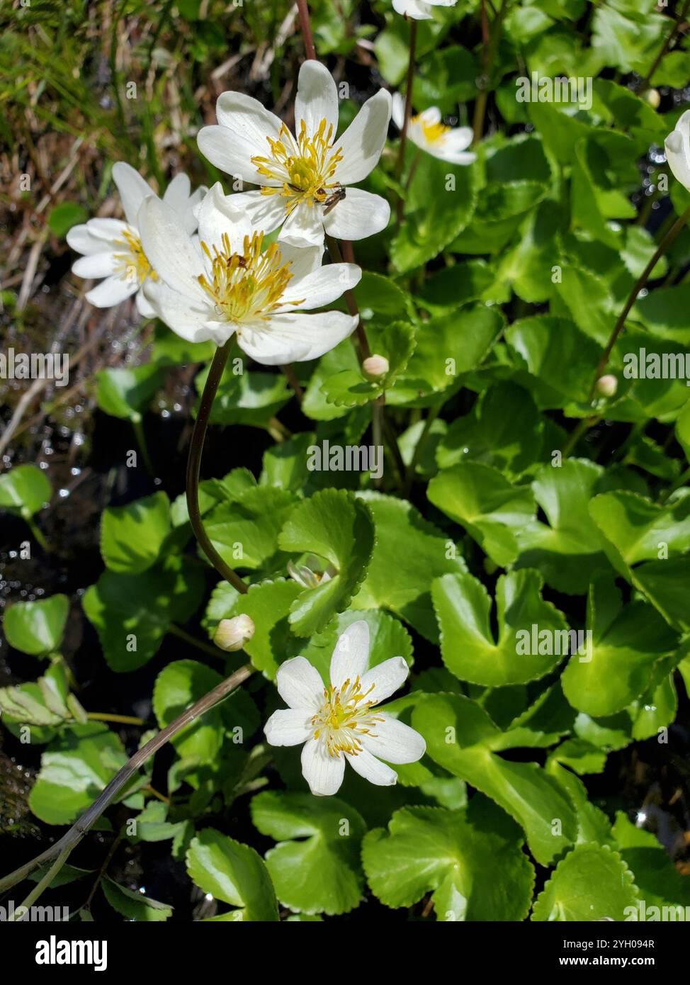 (Caltha leptosepala) Stockfoto