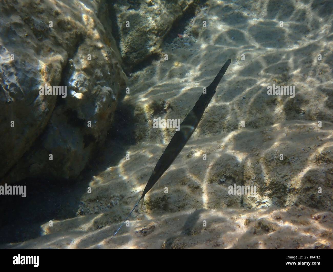 Blaupunktrochen Cornetfish (Fistularia commersonii) Stockfoto