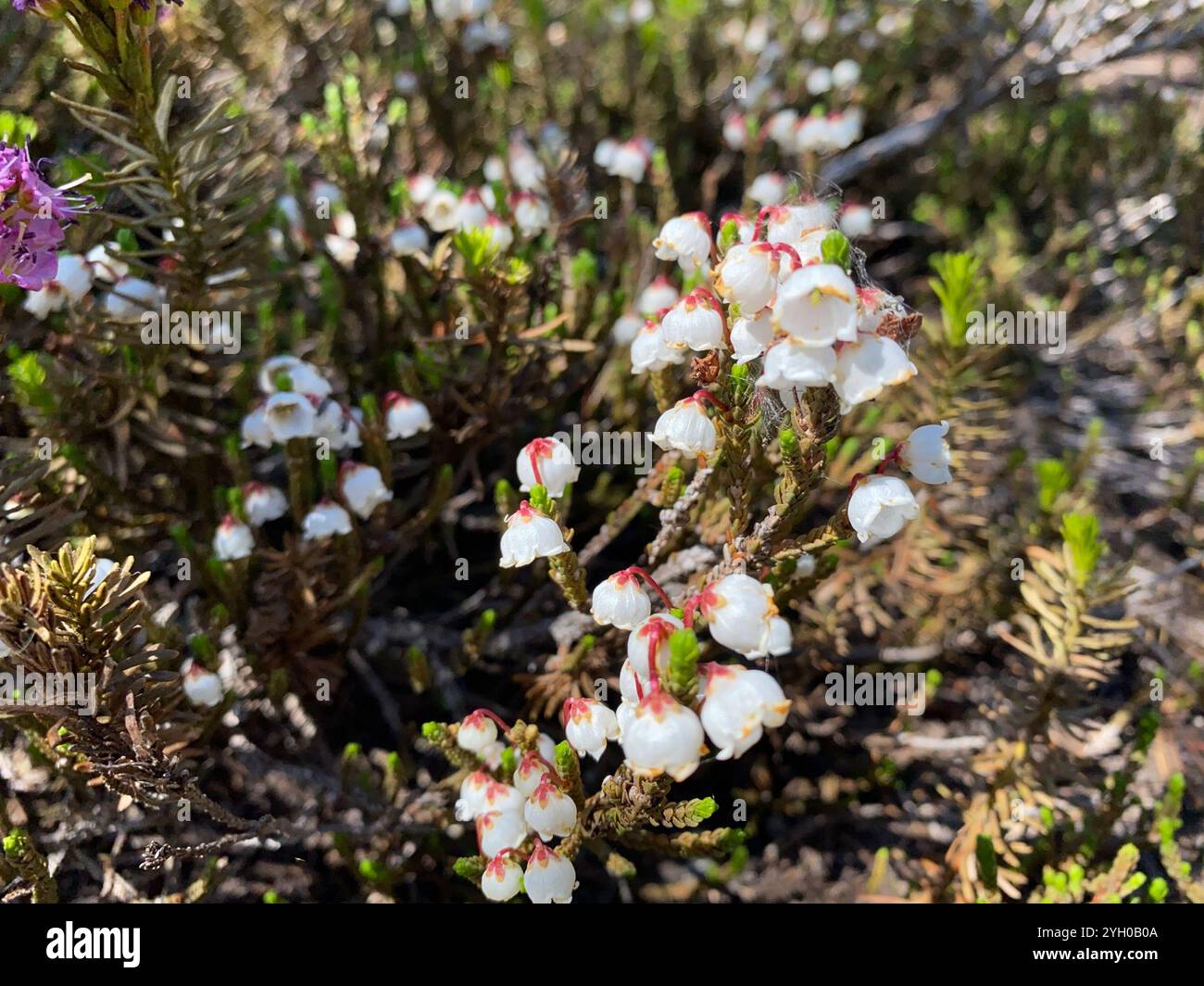 westliches Moos-Heidekraut (Cassiope mertensiana) Stockfoto