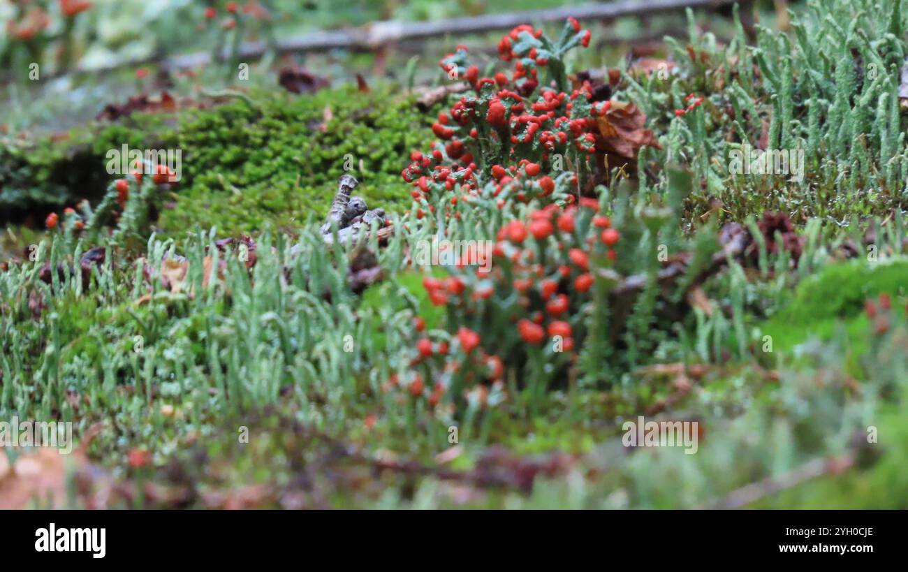 Britische Soldatenflechte (Cladonia cristatella) Stockfoto