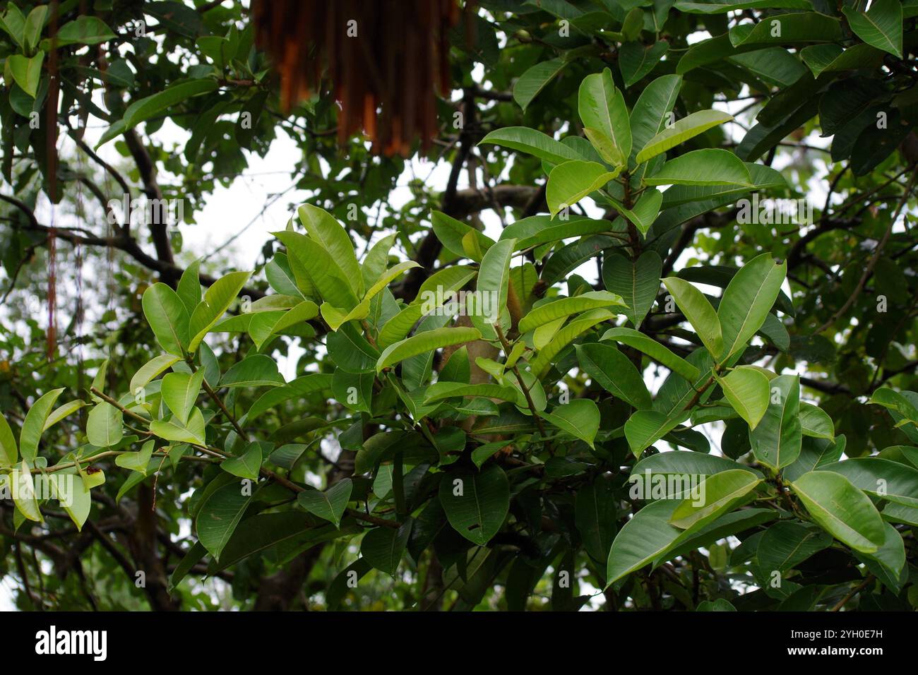 Wildfeige (Ficus insipida) Stockfoto