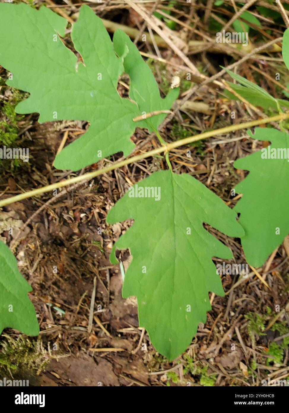 Kriechbeere (Symphoricarpos mollis) Stockfoto