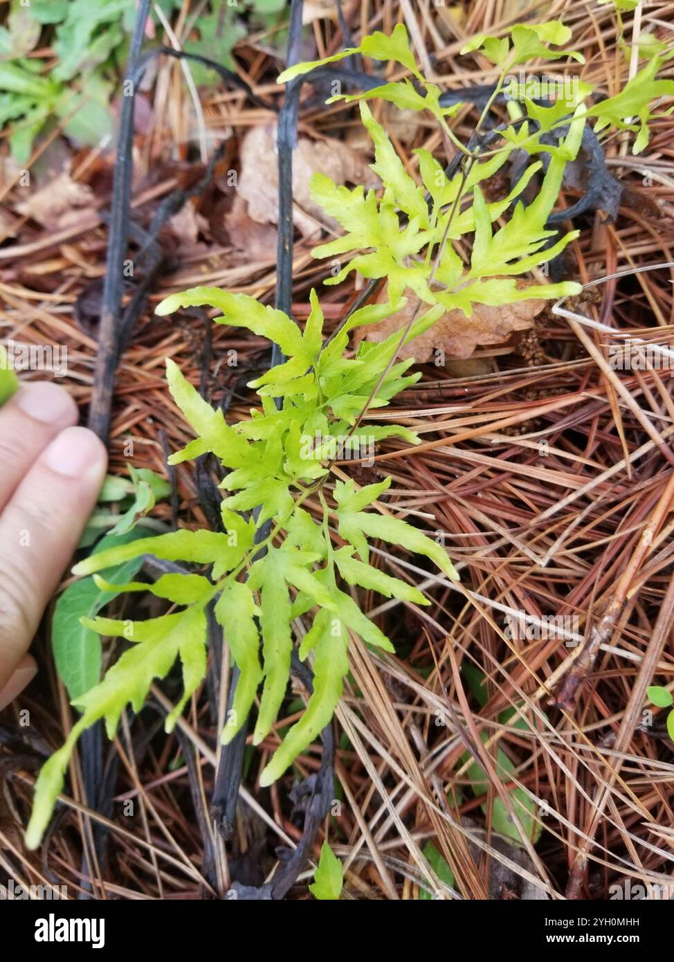 Japanischer Kletterfarn (Lygodium japonicum) Stockfoto