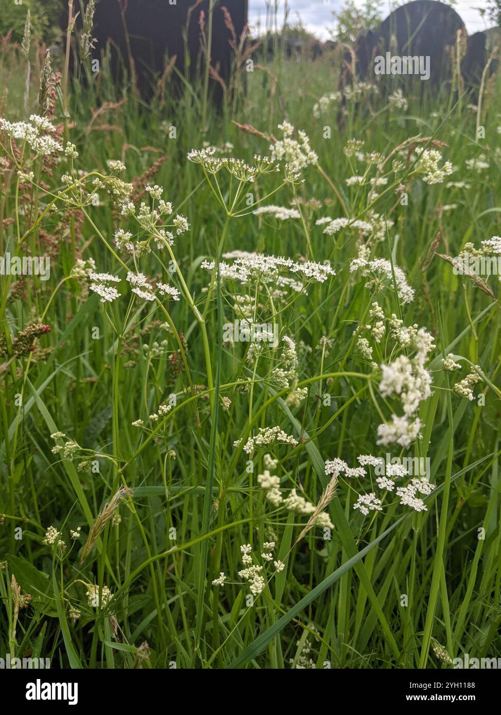 Pignut (Conopodium majus) Stockfoto