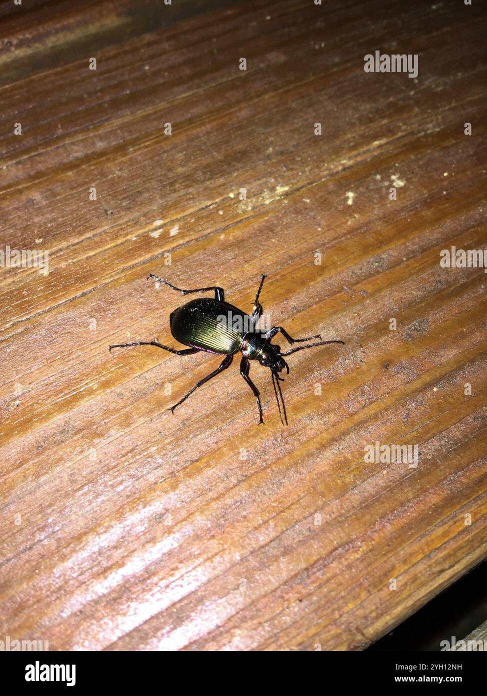 Wilcox's Spring Caterpillar Hunter (Calosoma wilcoxi) Stockfoto