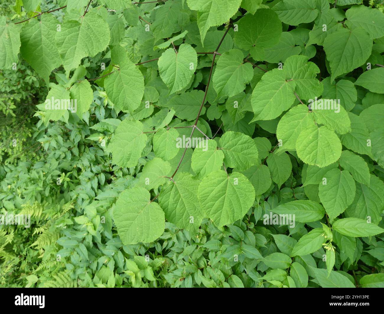 Amerikanische Narde (Aralia Racemosa) Stockfoto