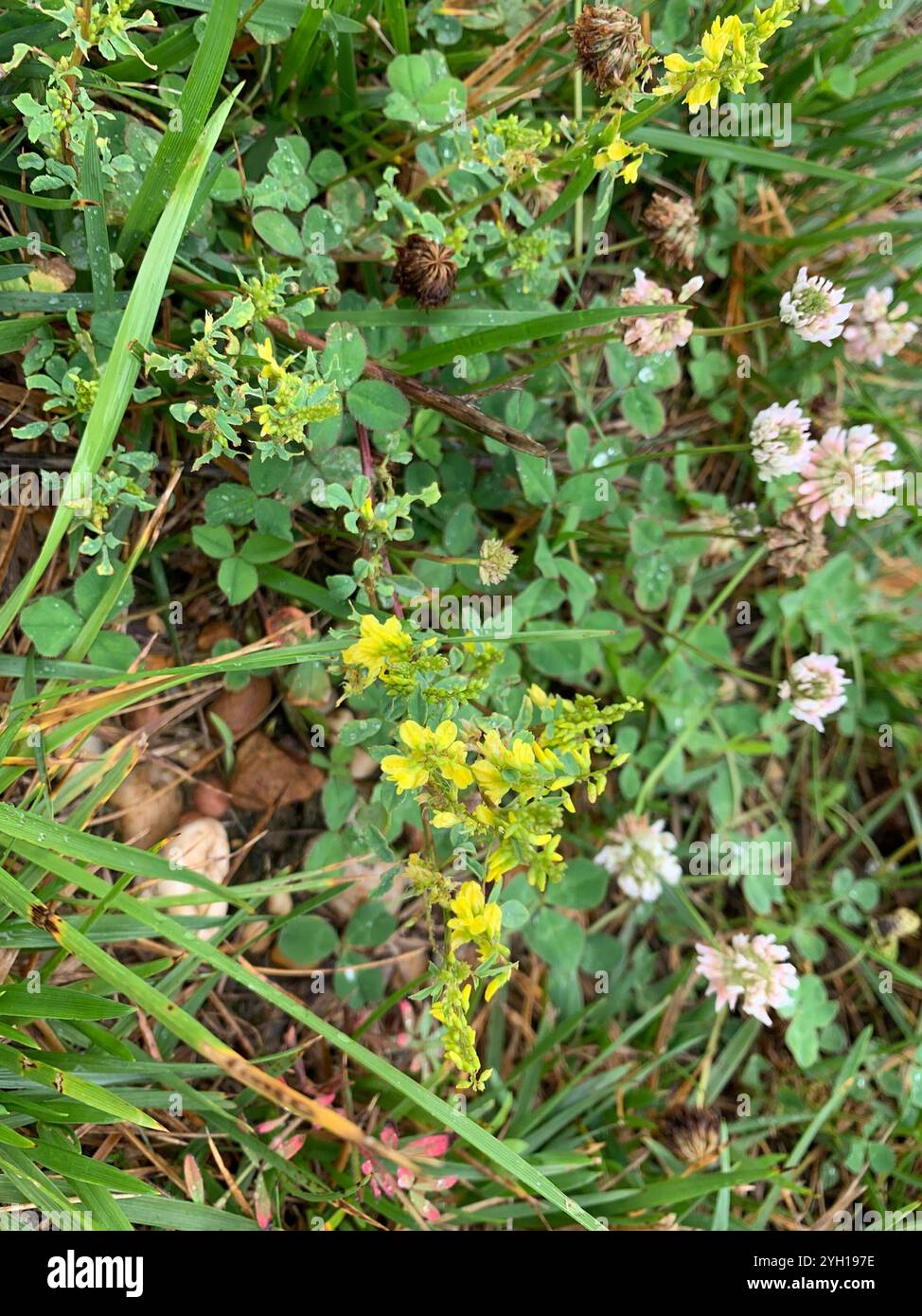 Gelber Süßklee (Melilotus officinalis) Stockfoto