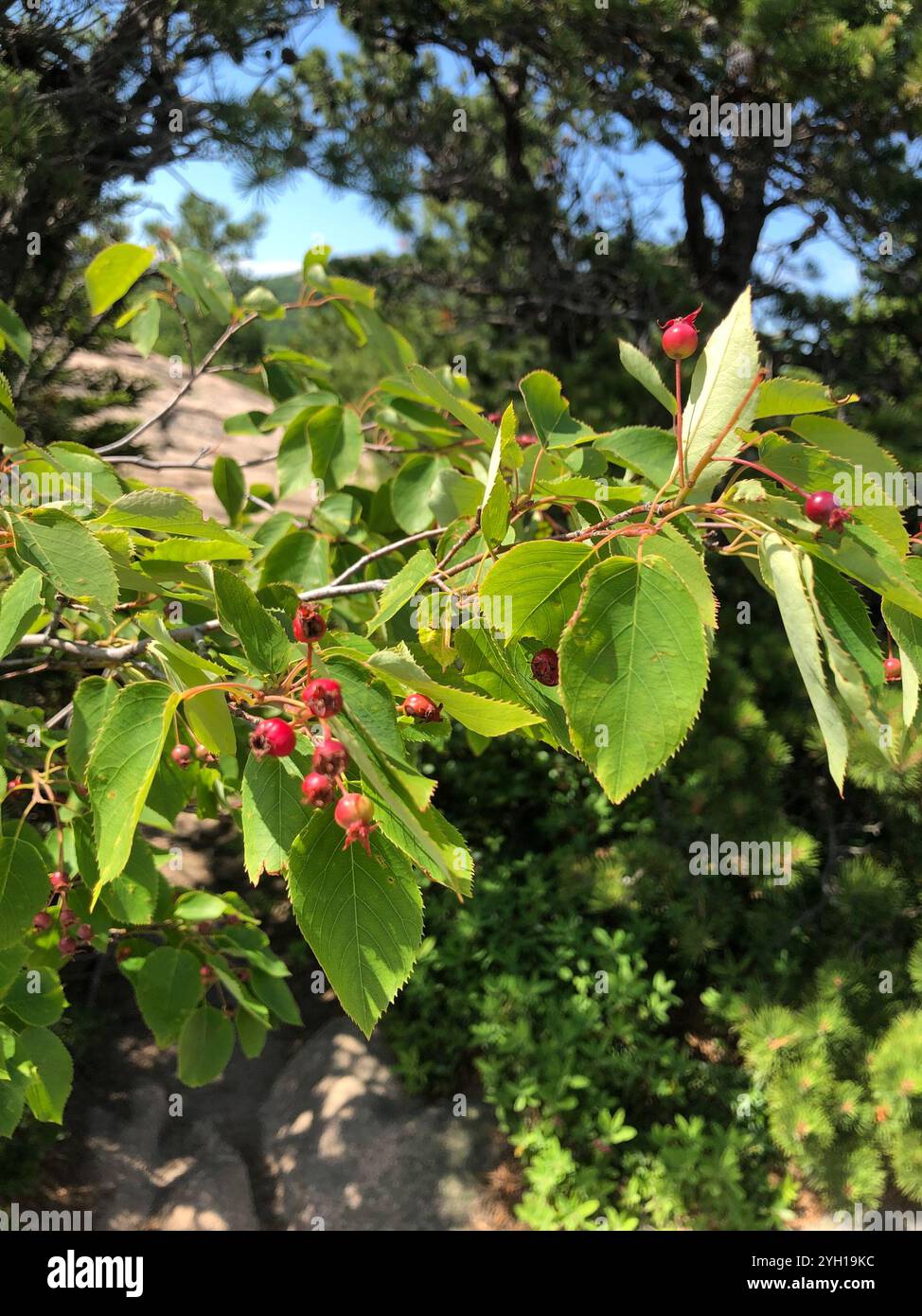 Glatter Schattenstrauch (Amelanchier laevis) Stockfoto