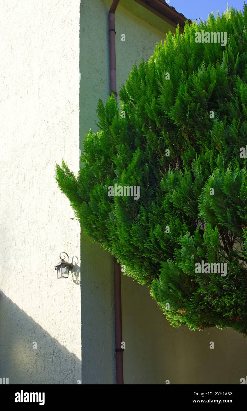 Oben auf einem grünen Thuja-Baum vor einer weißen Hausecke mit etwas Sonnenlicht und einer Art geometrischem Muster Stockfoto