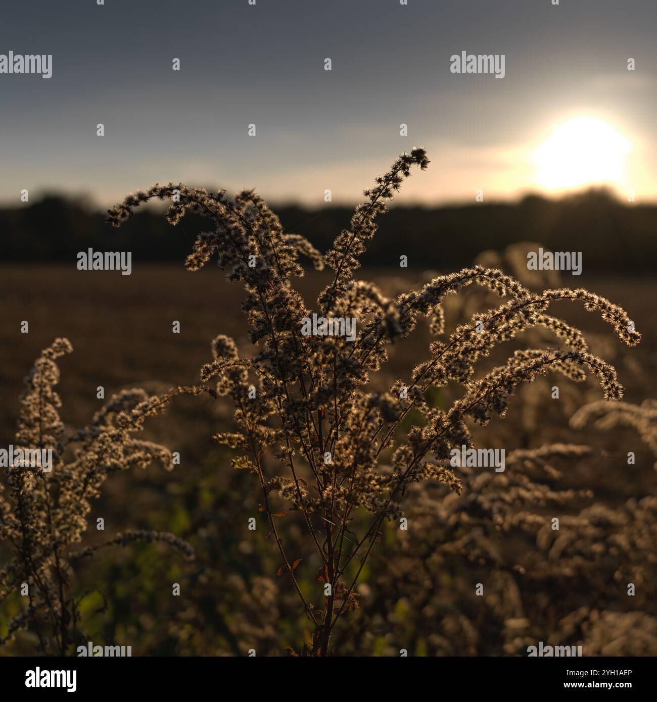 Nahaufnahme lichtdurchfluteter bräunlicher trockener Samen und Blumenköpfe im Hintergrund der untergehenden Sonne Stockfoto