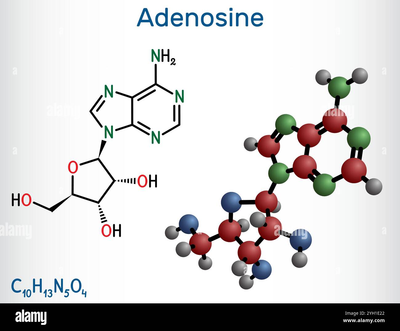 Adenosin-Ribonucleosid-Molekül. Chemische Struktur und Molekülmodell des Nukleosids. Vektorabbildung Stock Vektor