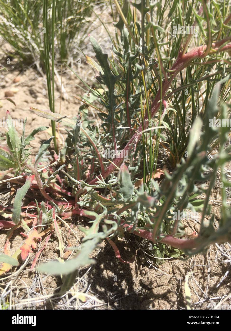 (Oenothera pallida trichocalyx) Stockfoto