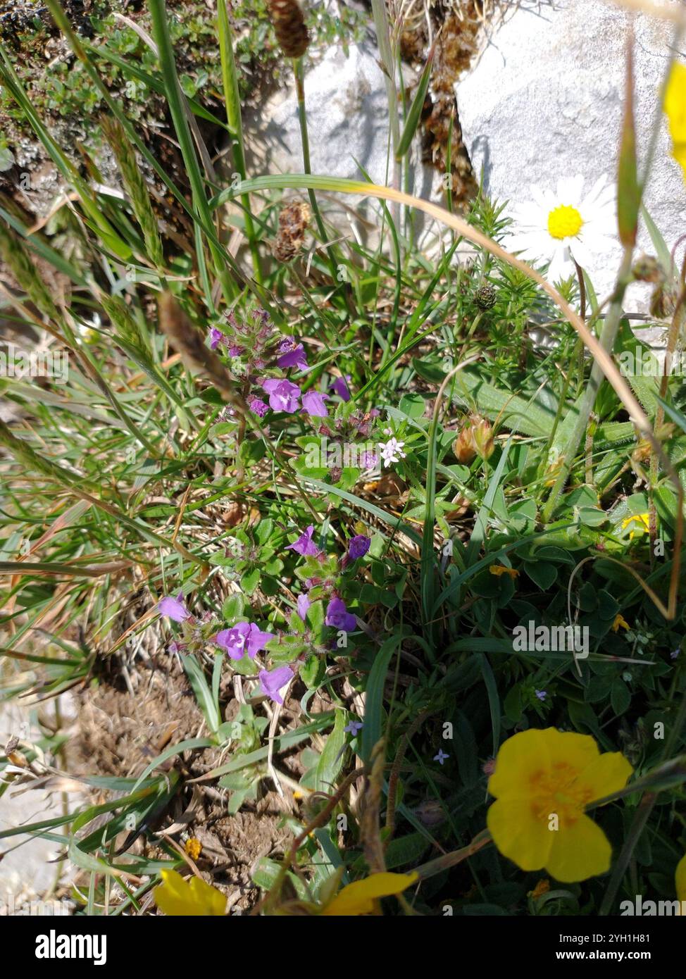 basilikum-Thymian (Clinopodium acinos) Stockfoto