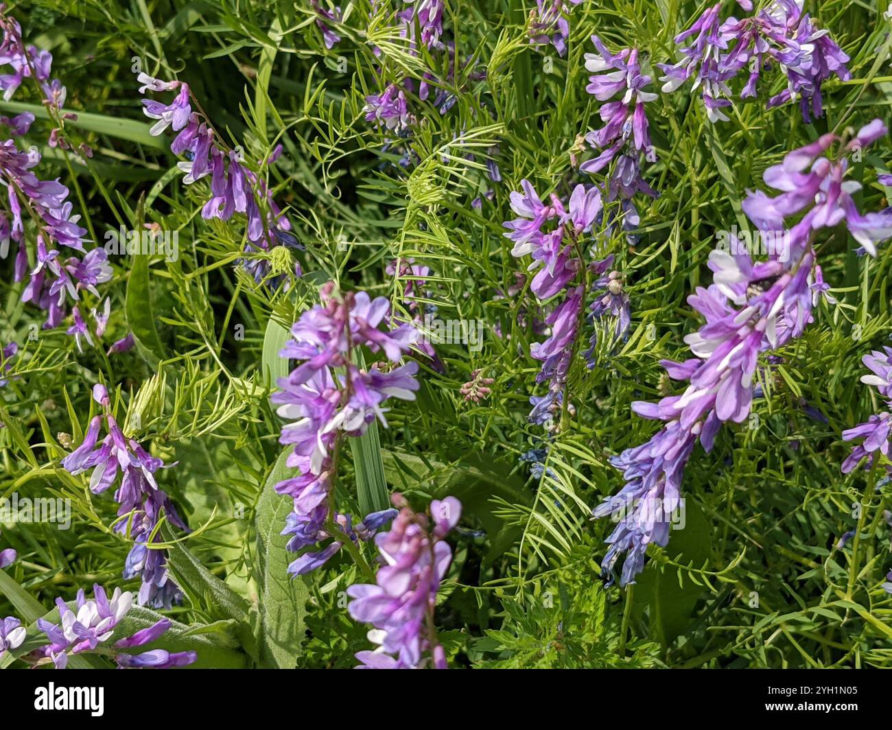 Feinblättrige Vetch (Vicia tenuifolia) Stockfoto