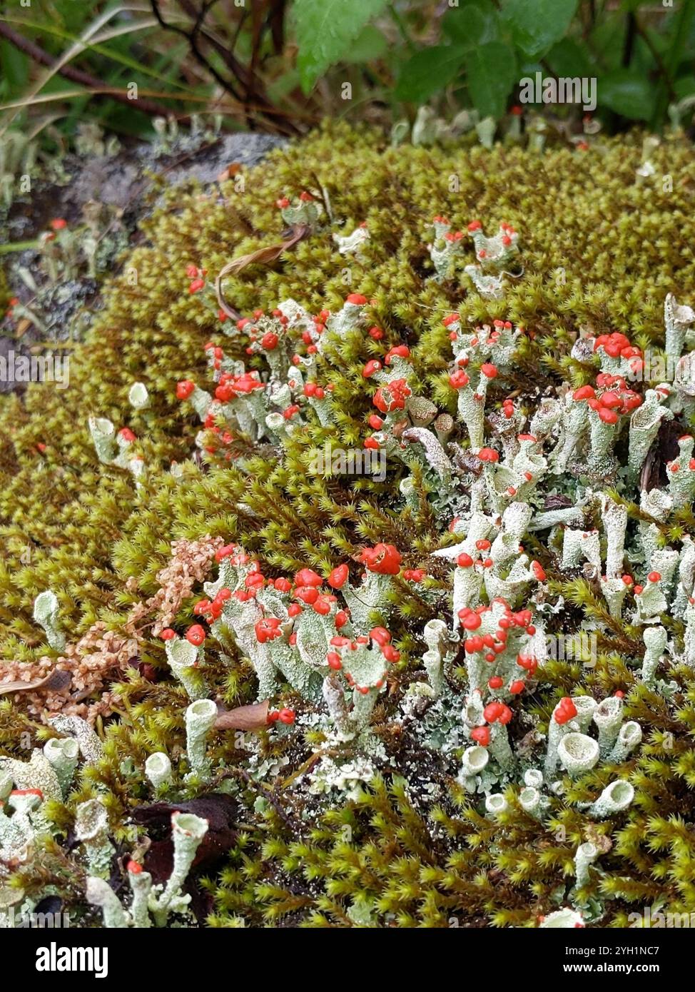 Britische Soldatenflechte (Cladonia cristatella) Stockfoto