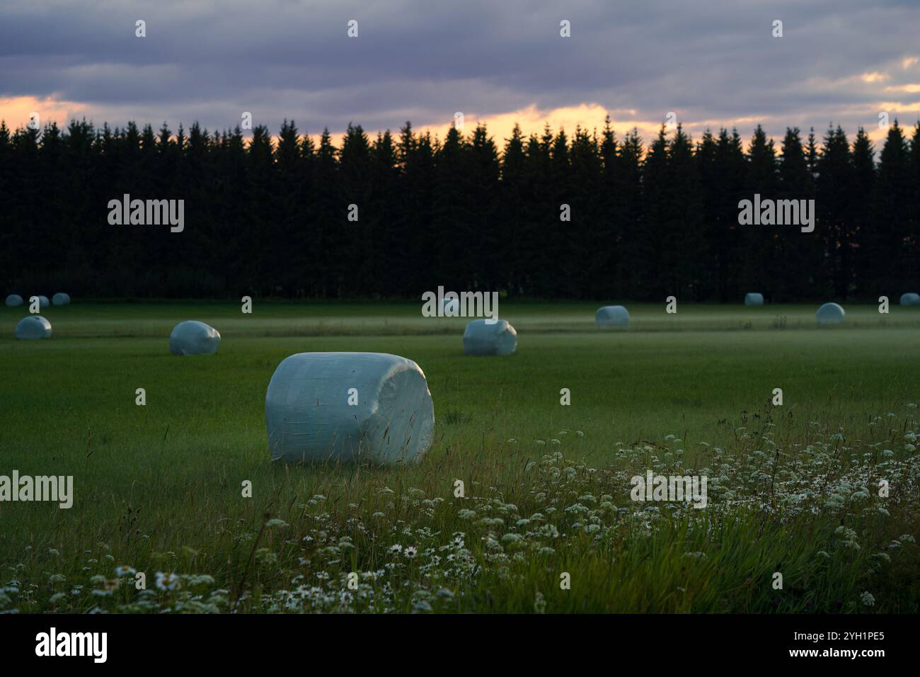 Heuballen in Plastik gewickelt, verstreut über ein grünes Feld in der Abenddämmerung Stockfoto