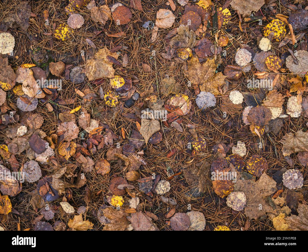 Herbstlaub und Kiefernnadeln auf dem Boden, Blick von oben Stockfoto