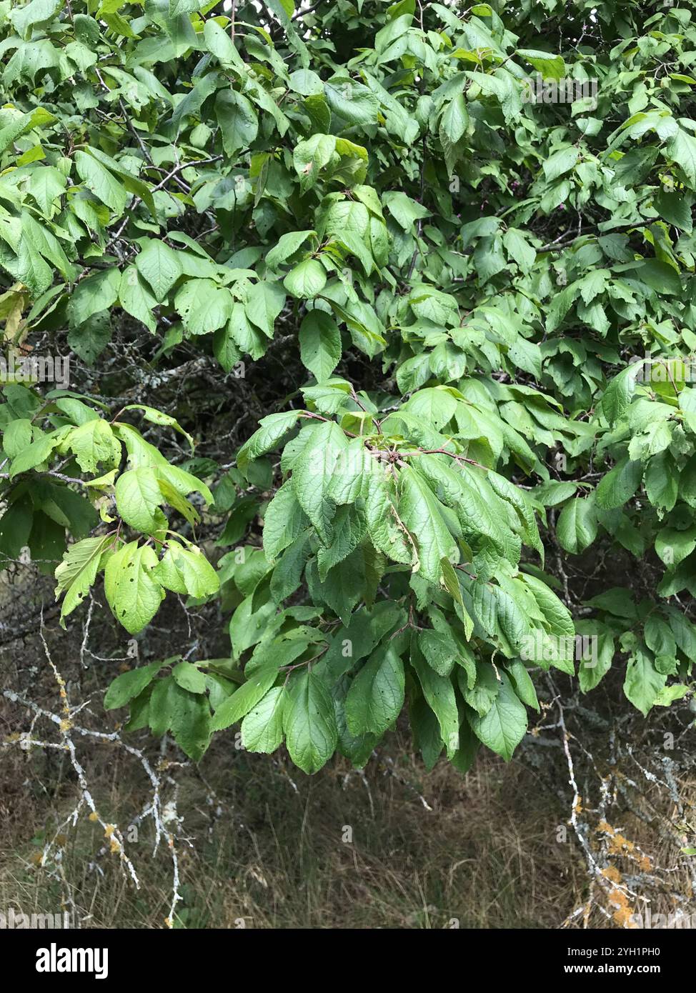 Mexikanische Pflaume (Prunus mexicana) Stockfoto