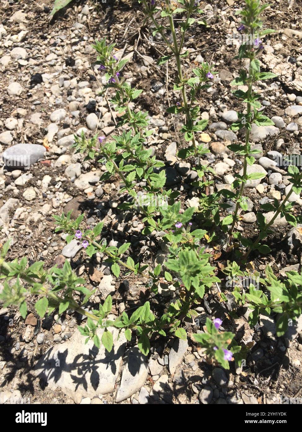 basilikum-Thymian (Clinopodium acinos) Stockfoto