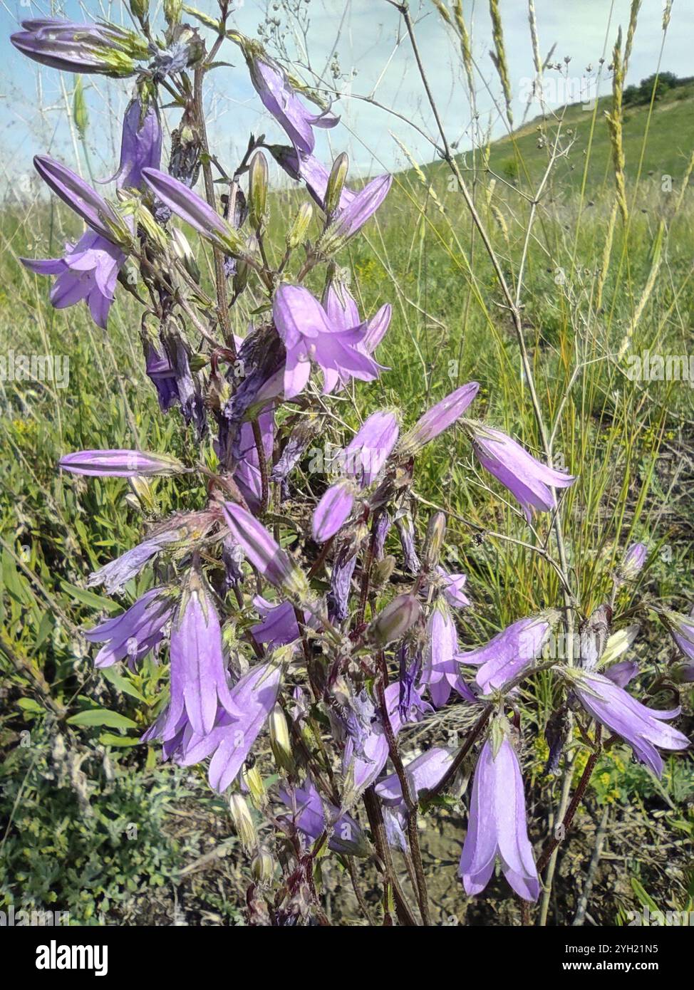 Sibirische Bellblume (Campanula sibirica) Stockfoto