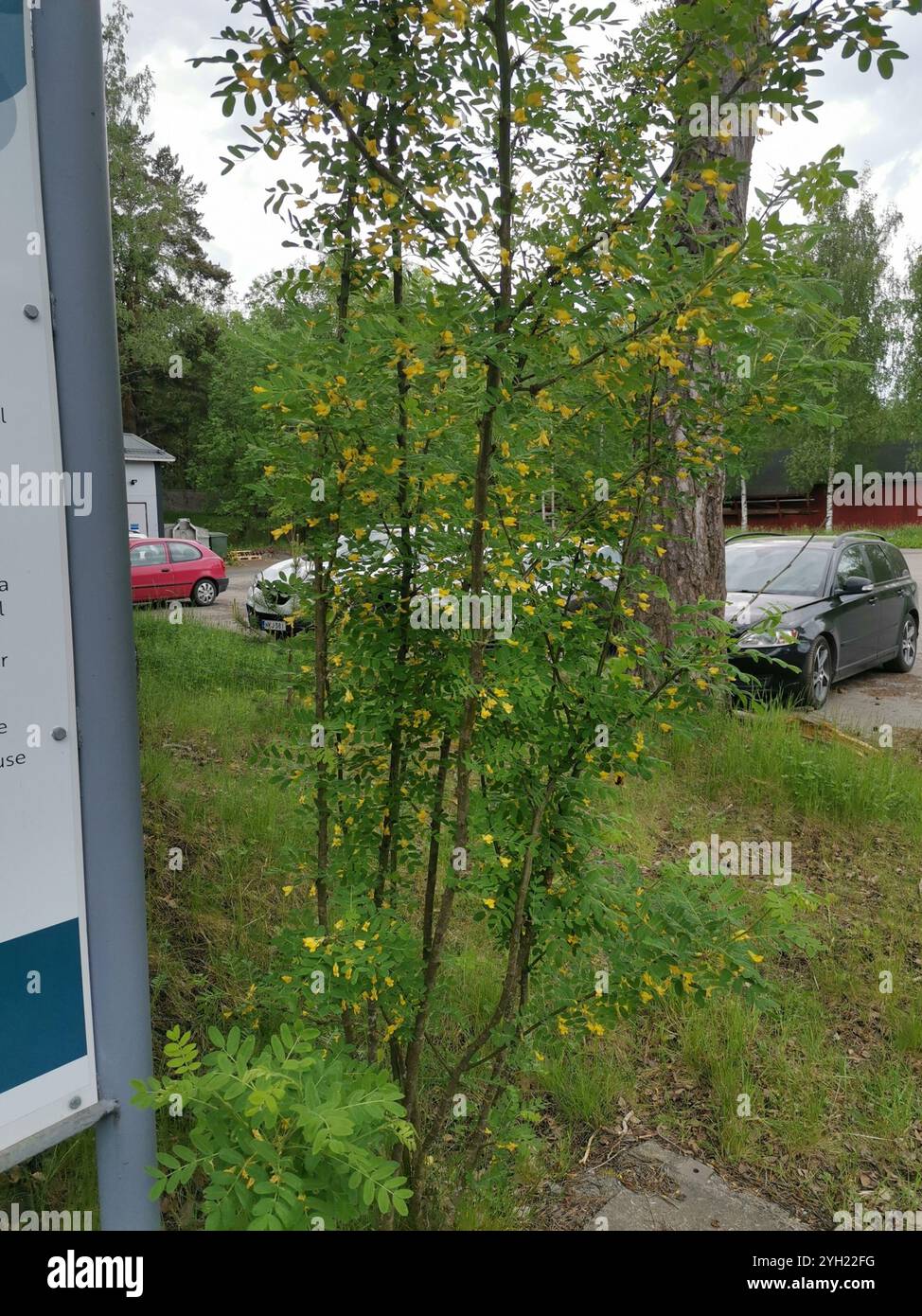 Sibirische Peashrub (Caragana Arborescens) Stockfoto