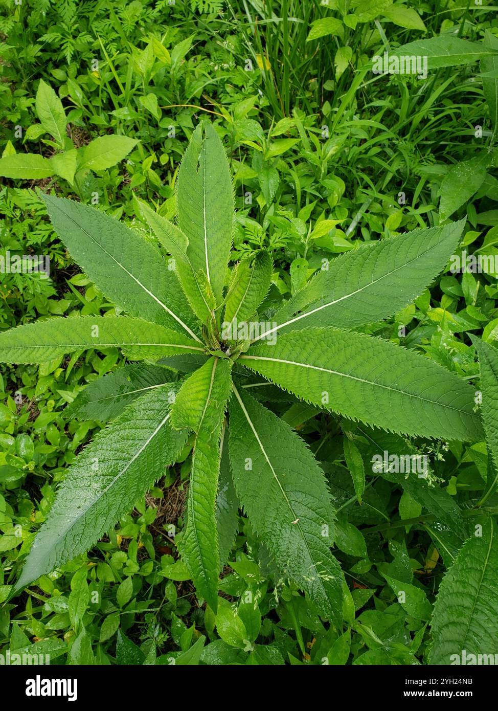 Tall Ironweed (Vernonia gigantea) Stockfoto