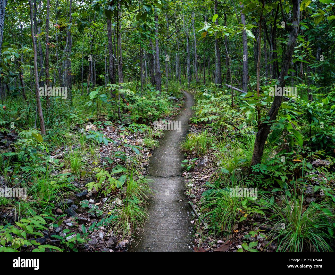 Schmaler Betonweg auf einem Hügel im Regenwald an einem regnerischen Tag. Stockfoto