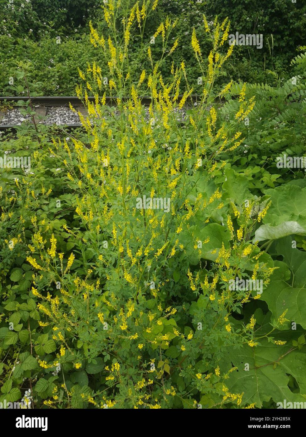 Gelber Süßklee (Melilotus officinalis) Stockfoto