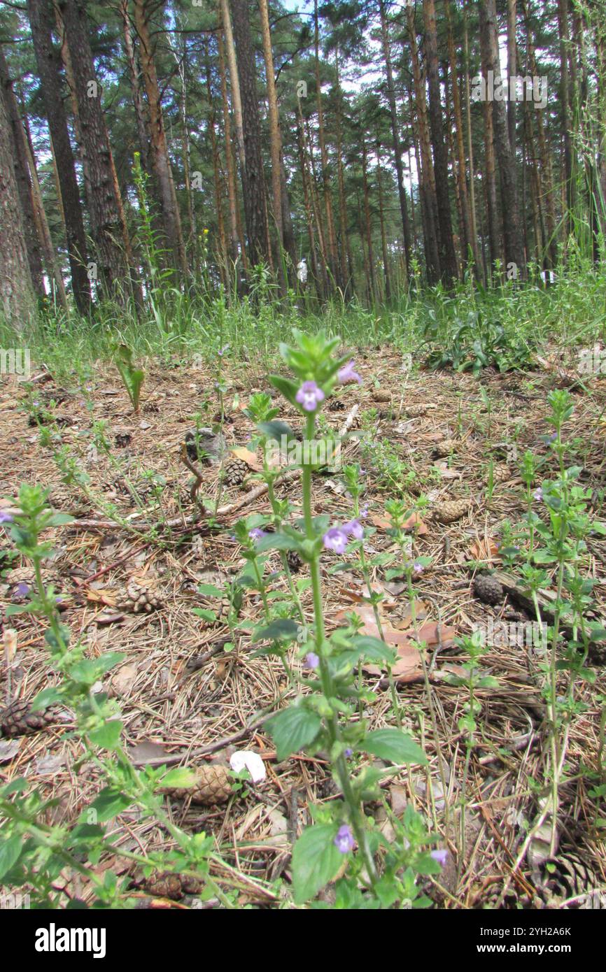 basilikum-Thymian (Clinopodium acinos) Stockfoto