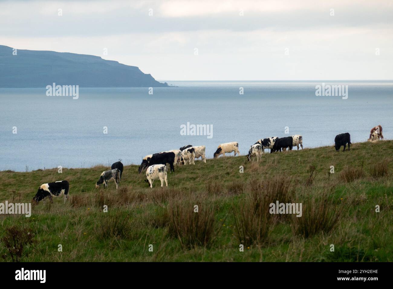 Rinderherde, Nordirland Stockfoto