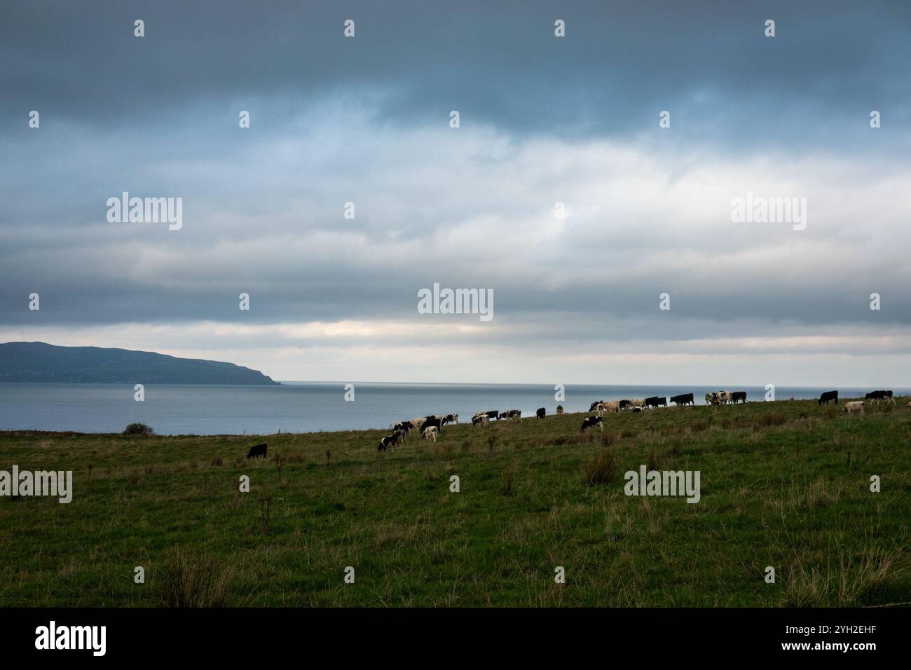 Rinderherde, Nordirland Stockfoto