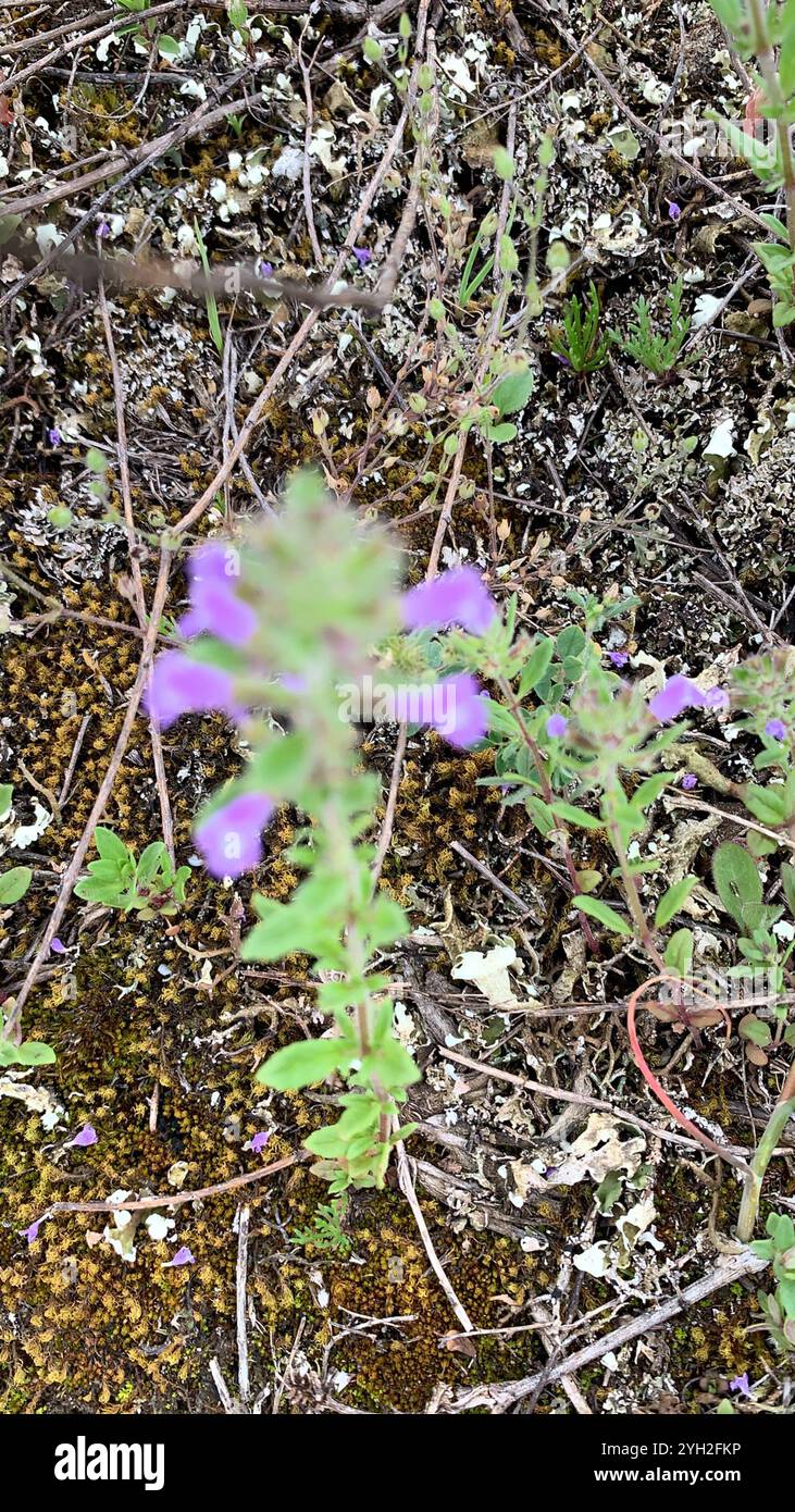 basilikum-Thymian (Clinopodium acinos) Stockfoto