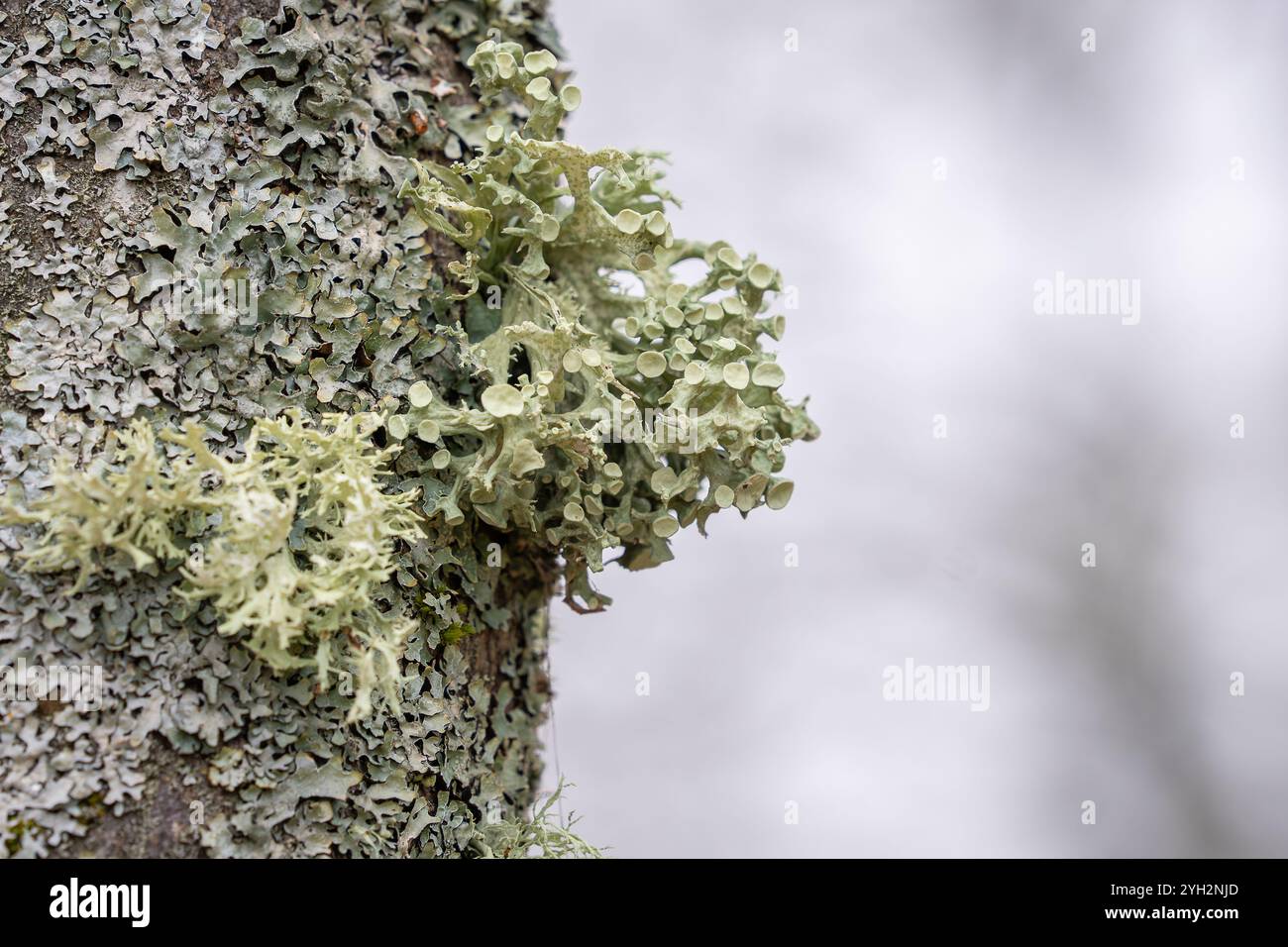Ein Baum bedeckt mit s und buschigen fruchtigen Flechten. Flechten auf der Baumrinde Frühlingssaison. Frühling Hintergrund. Stockfoto