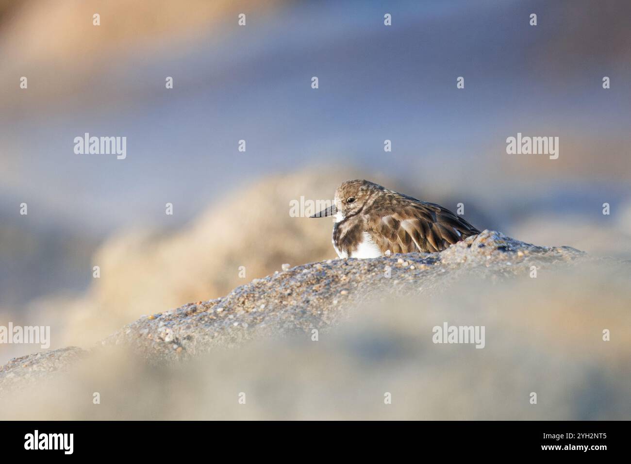 Meeresschildkröte Taube (Arenaria interpres). Eine Schildkrötentaube ruht zwischen den Felsen an einem Strand. Stockfoto