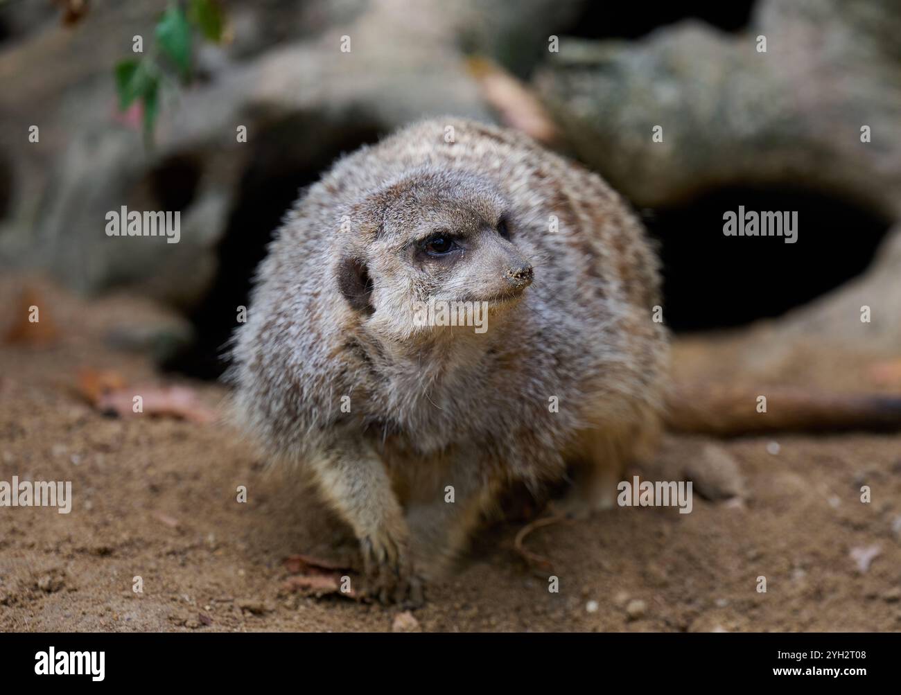 Ein erwachsener Erdmännchen spaziert im Freien Stockfoto