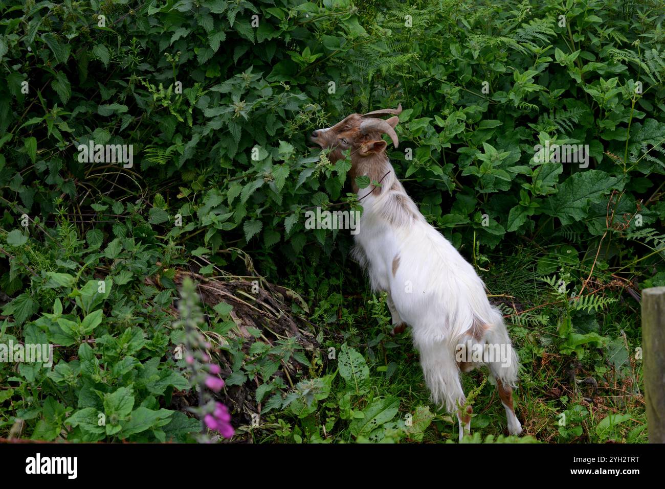 Eine Ziege isst Brennessel in einer Hecke auf einer schottischen Farm, Juni 2024 Stockfoto