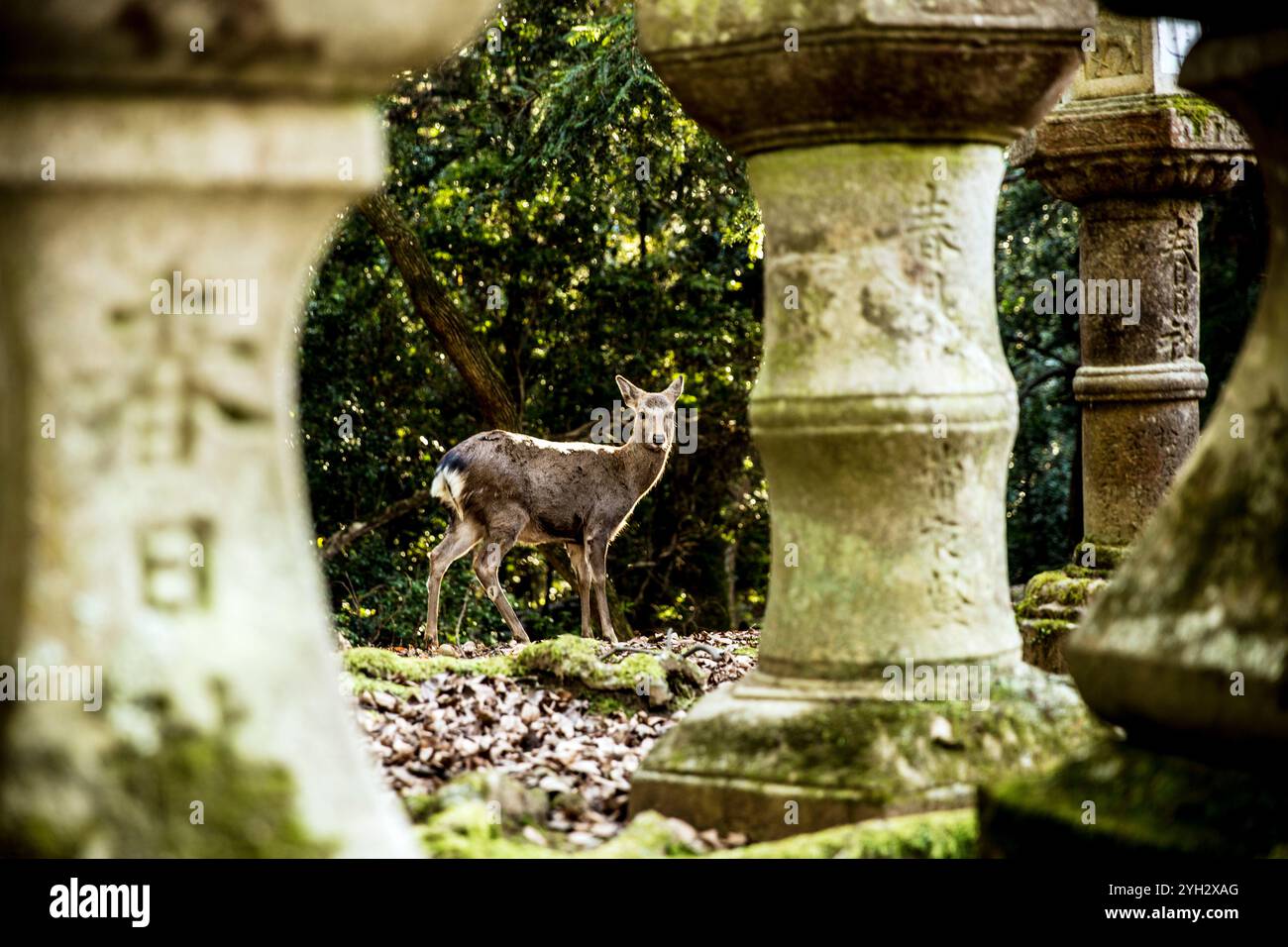 Neugieriger Hirsch in einer moosbedeckten Umgebung Stockfoto