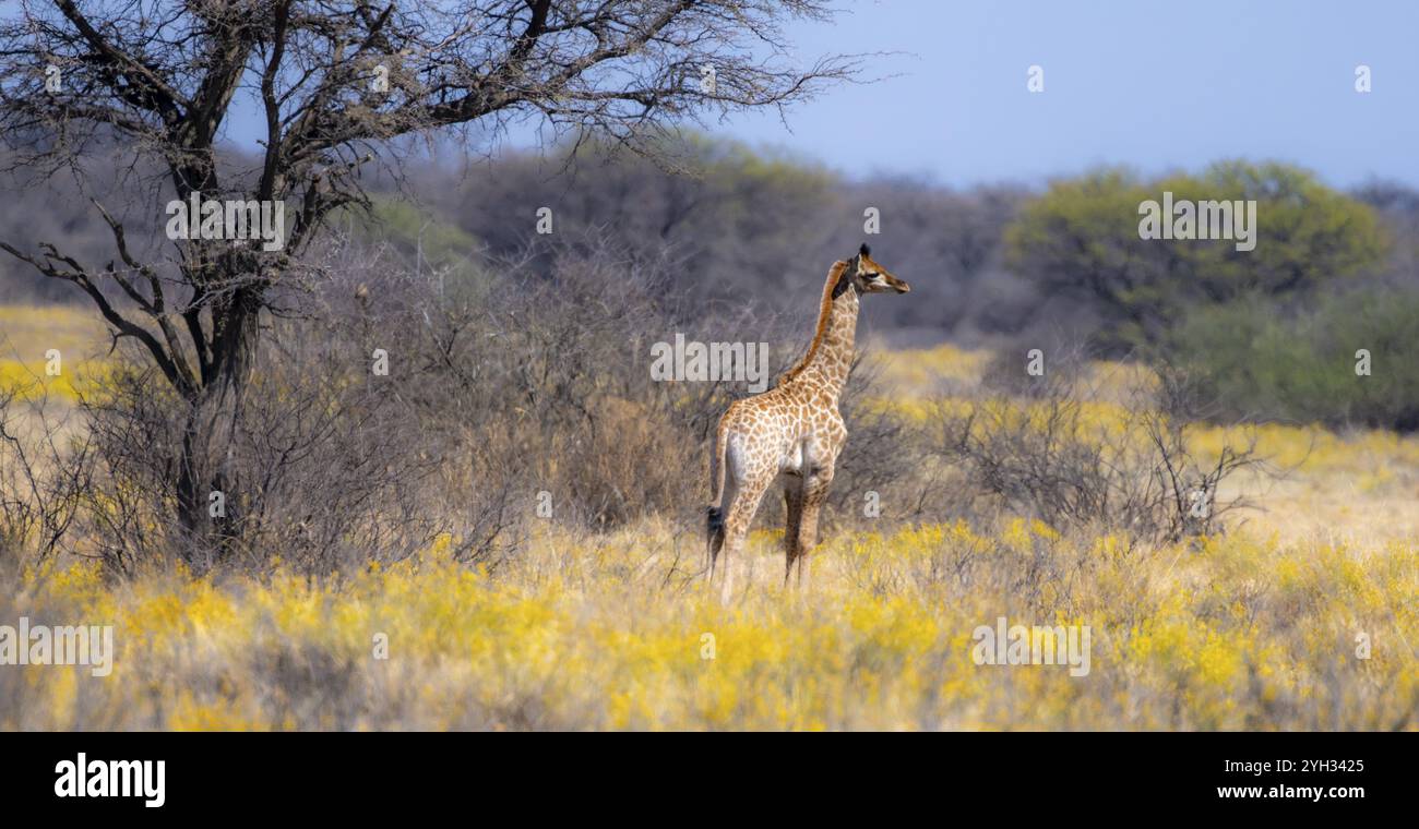 Kap Giraffe (Giraffa giraffa giraffa), Jungtier, zwischen gelben Blumen, in der Savanne, Khama Rhino Sanctuary, Serowe, Botswana, Afrika Stockfoto