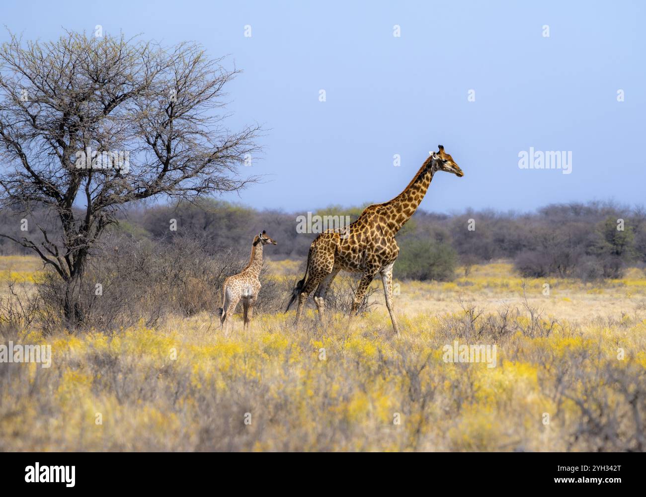 Kap Giraffe (Giraffa giraffa giraffa), Mutter mit Jungen, zwischen gelben Blumen, in der Savanne, Khama Rhino Sanctuary, Serowe, Botswana, Afrika Stockfoto