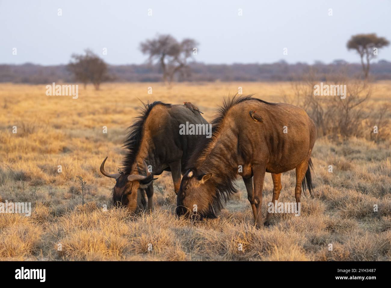 Blaues Gnus (Connochaetes taurinus), zwei Gnus, die im Abendlicht grasen, Khama Rhino Sanctuary, Serowe, Botswana, Afrika Stockfoto