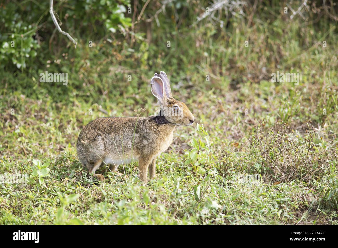 Schwarzhase oder Indischer Hase (Lepus nigricollis), der im Gras im Yala Natioal Park in der südlichen Provinz Sri Lanka, Asien hockt Stockfoto