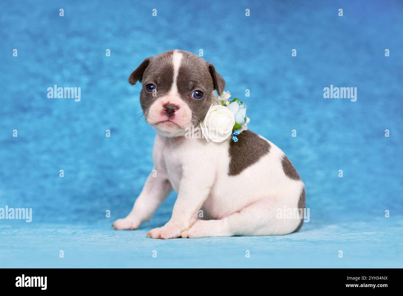 Rattenhund mit Blumenkragen auf blauem Studiohintergrund Stockfoto