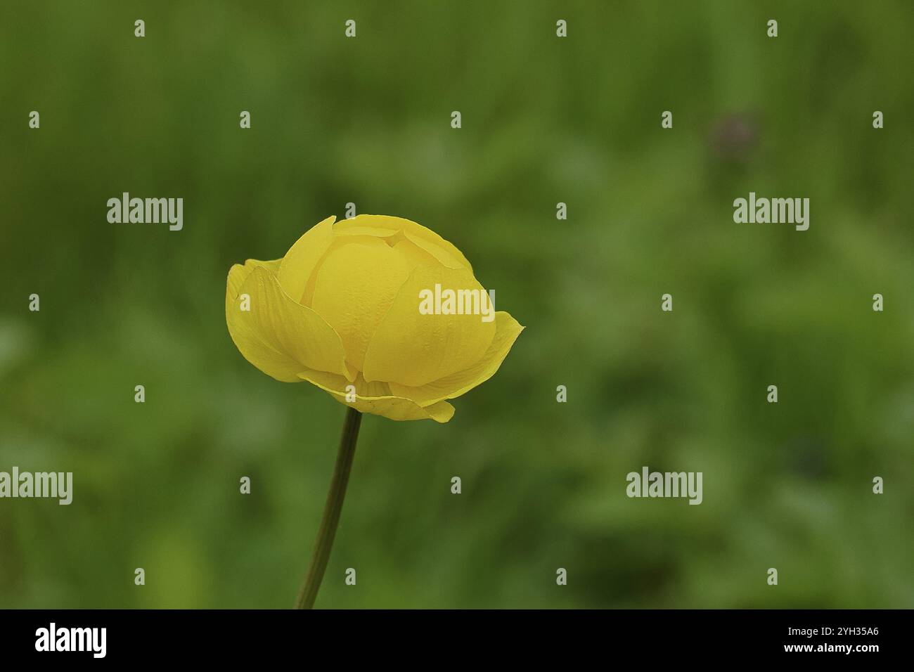 Europäische Trollblume (Trollius europaeus), gelbe Blüte auf einer Feuchtwiese, Wilnsdorf, Nordrhein-Westfalen, Deutschland, Europa Stockfoto