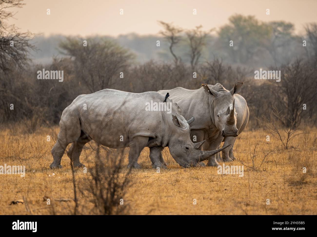 Südliches weißes Nashorn (Ceratotherium simum), zwei Nashörner im Abendlicht, Khama Rhino Sanctuary, Serowe, Botswana, Afrika Stockfoto