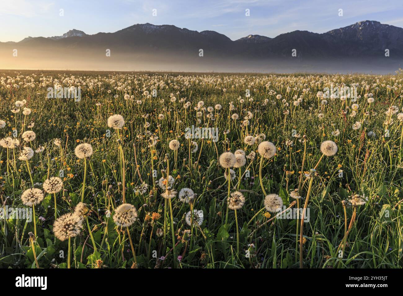 Löwenzahn (Taraxacum), Löwenzahn, verblasst, Morgenlicht, Nebel, Frühling, Loisachsee Kochelmoor, Kochlergebirge, Vorgebirge, Bayern, Deutschland Stockfoto