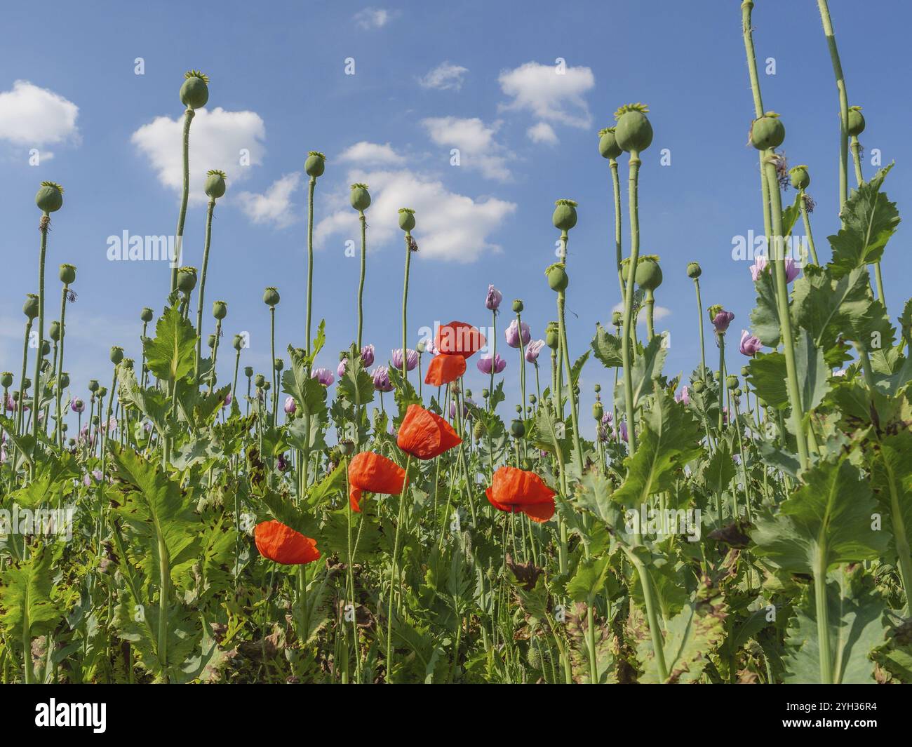 Blick von unten auf roten und rosa Mohn vor einem sonnigen Himmel, bocholt, westfalen, deutschland Stockfoto