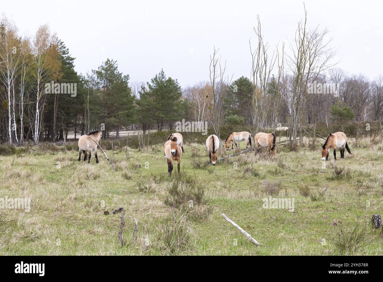 Przewalskis Pferd (Equus przewalskii), Herde auf einer Waldlichtung, Doeberitzer Heide, Brandenburg, Deutschland, Europa Stockfoto