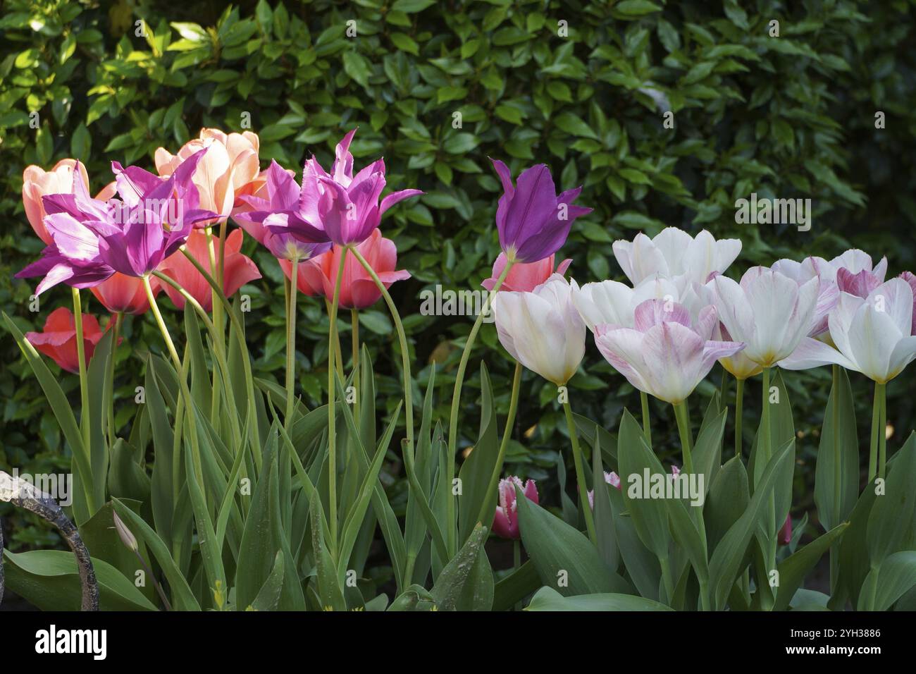 Eine bunte Tulpengruppe im Garten mit grünem Laub, weseke, westfalen, deutschland Stockfoto