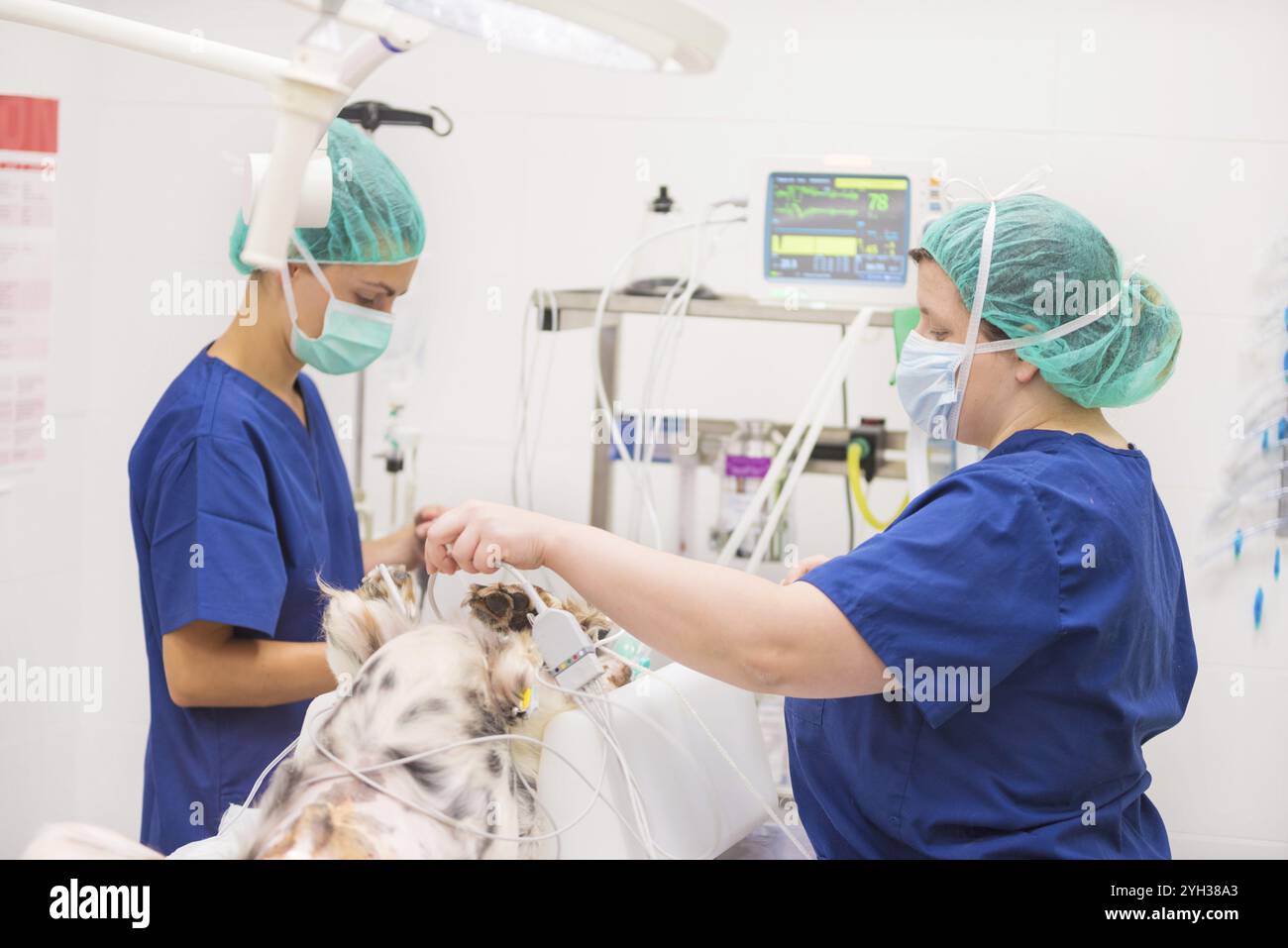 Gruppe von Tierarzt Chirurgen bei der Arbeit Stockfoto