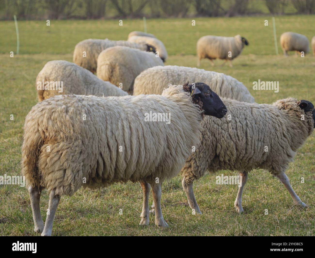 Schafherde auf grüner Weide bei Tageslicht, weseke, münsterland, deutschland Stockfoto